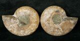 Small Desmoceras Ammonite Pair - #18121-1